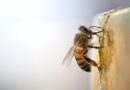 Świece z wosku pszczelego – naturalna alternatywa dla sztucznych świec